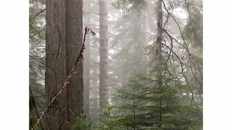 Early Morning in the Forest in Northern California